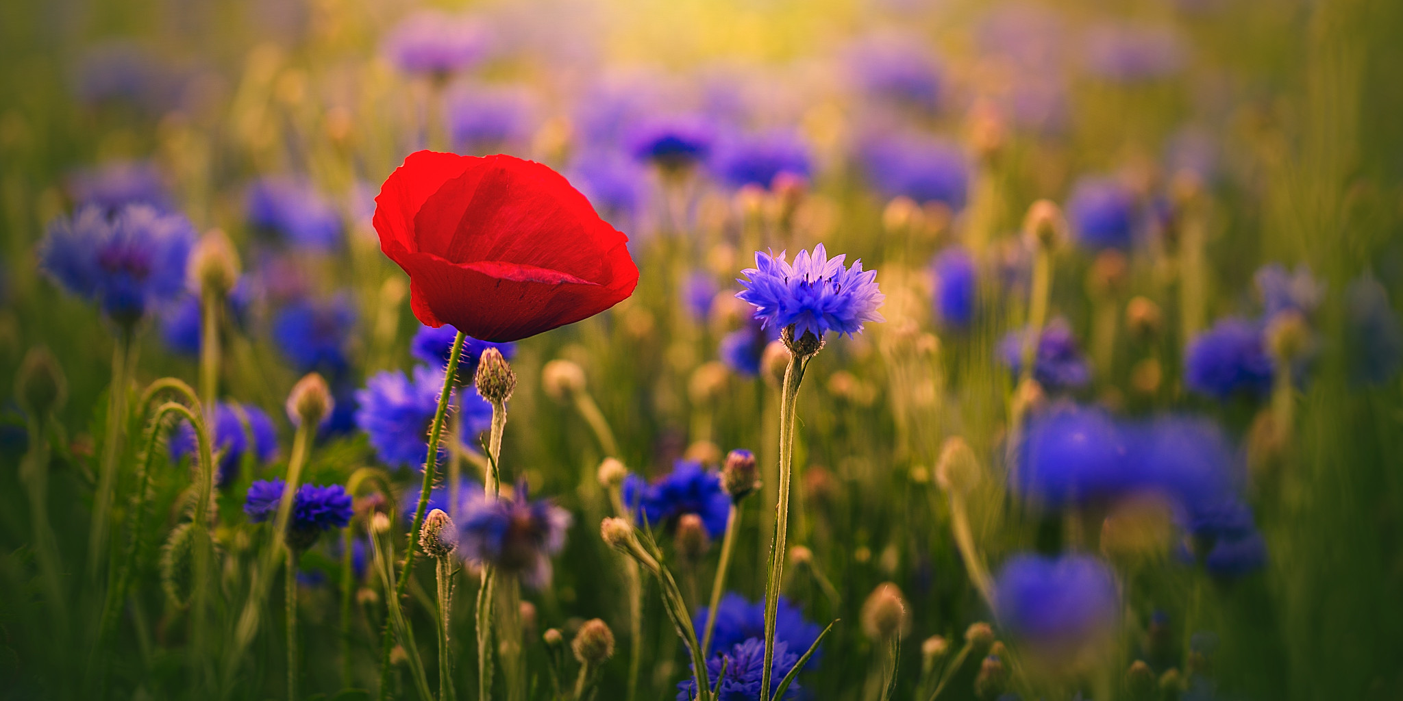 mohn und kornblumen