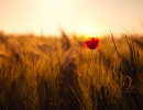 mohnblume im kornfeld
