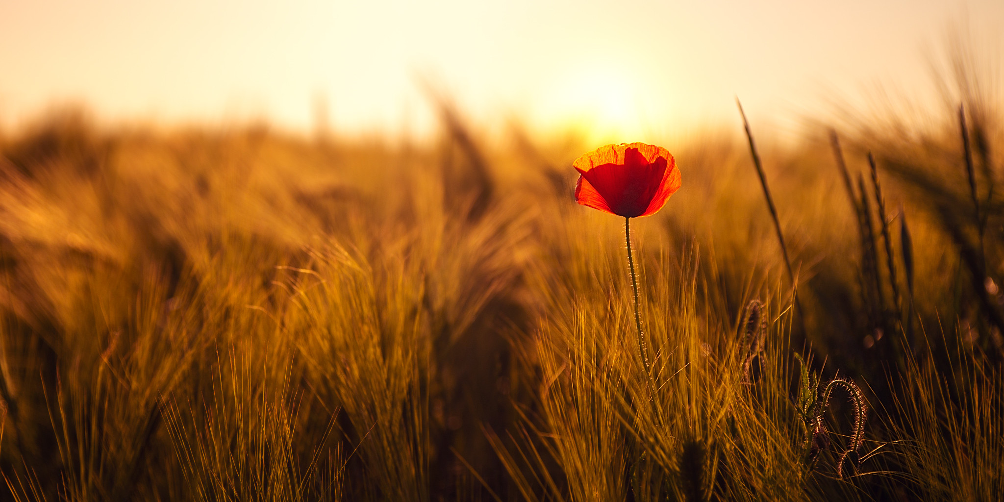 mohnblume im kornfeld