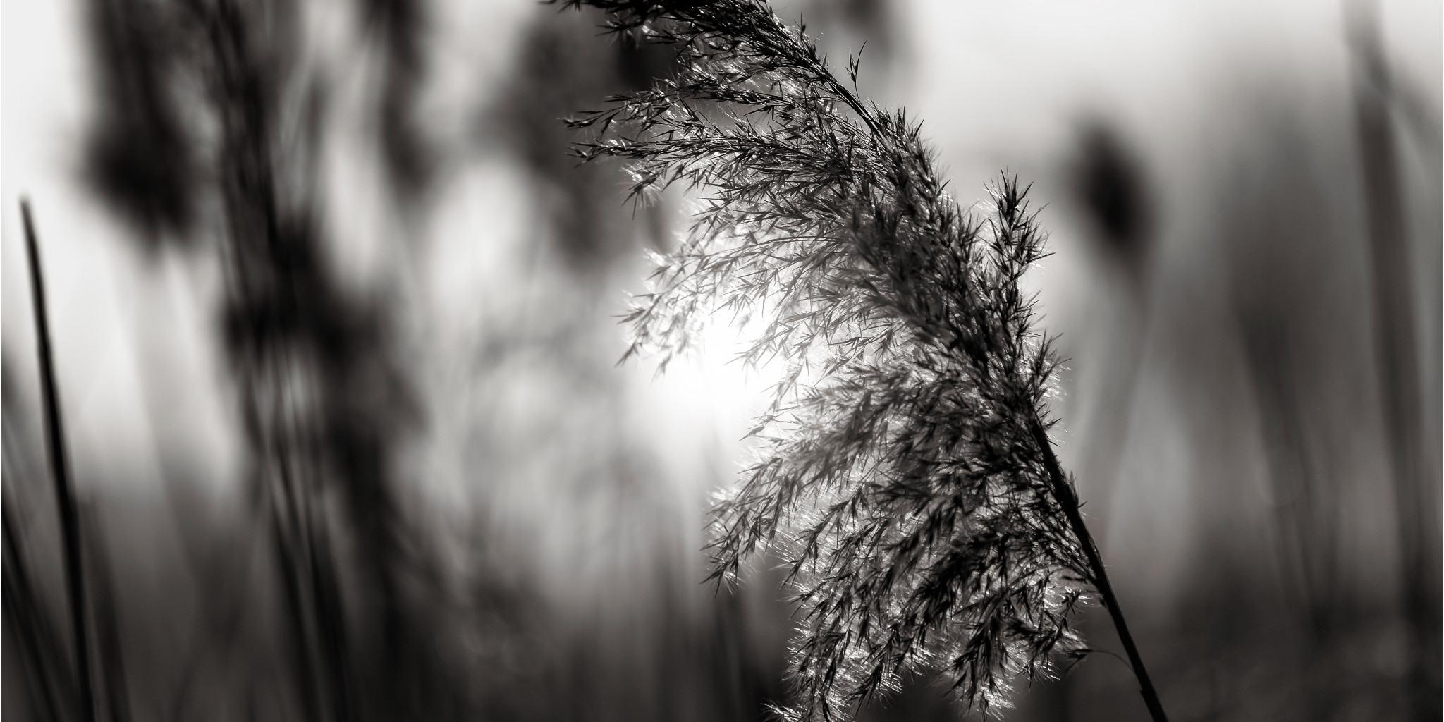 nordstrand